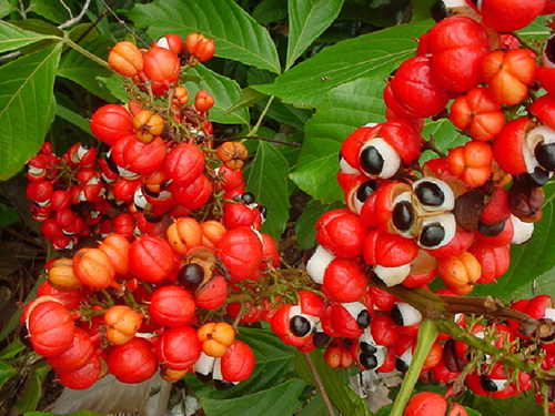 Guarana